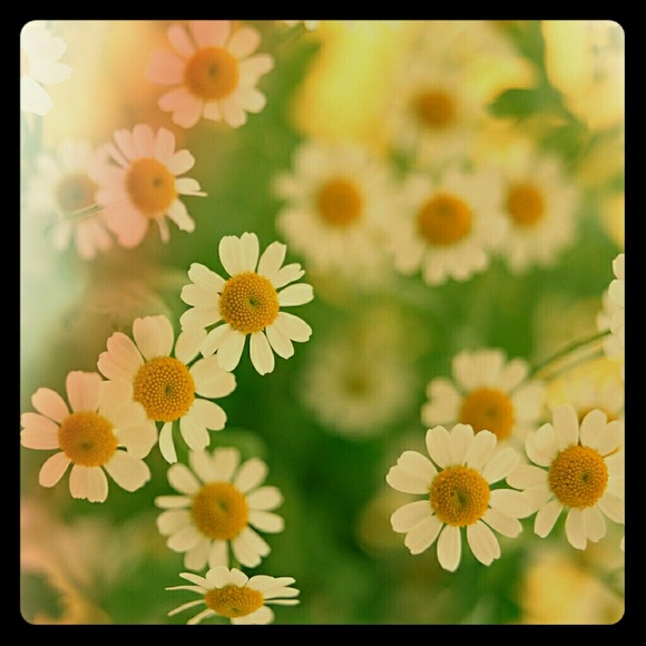 Meet your Posher, Trina - Picture 1 of 2